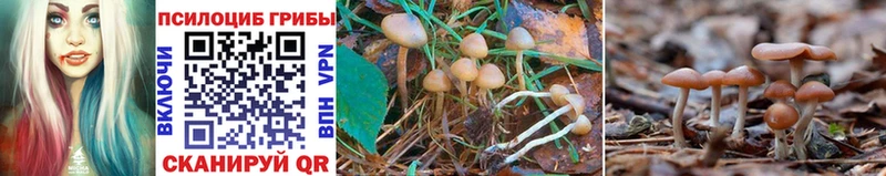 Галлюциногенные грибы Psilocybe Калининск